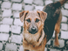 В Курской области в 2023 году покусанные собаками дети получили компенсацию