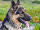 В Курской области откроют ветеринарный «госпиталь» для пострадавших на СВО собак