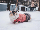 В Курской области 26 января в непогоду посоветовали кошек и собак не выгуливать