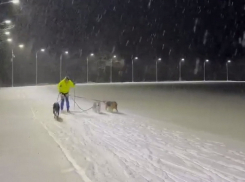 Глава Курской области Старовойт вспомнил свои лыжные тренировки с собаками