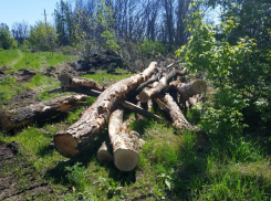 В Курске после вырубки деревьев пропали певчие птицы