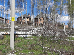 Под Курском под топор попала березовая роща