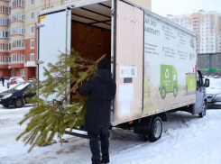 По улицам Курска в выходные проедет экотакси для сбора отслуживших елок