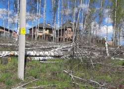 Под Курском под топор попала березовая роща