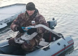 В Курске спасли запутавшегося в рыболовной леске лебедя