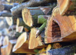В Курске экс-работника РЖД оштрафовали на 1,5 млн за вырубку 374 деревьев