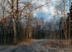 В Курске с 5 апреля официально объявлен пожароопасный сезон в лесах