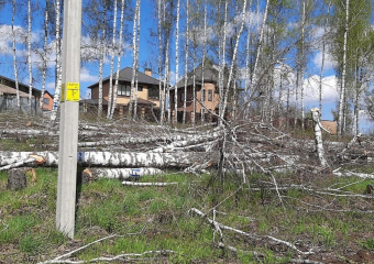 Под Курском под топор попала березовая роща