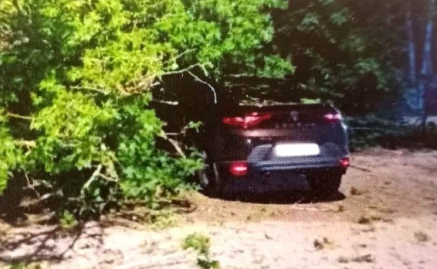 Курская мэрия выплати 500 тысяч рублей за автомобиль, разбитый деревом
