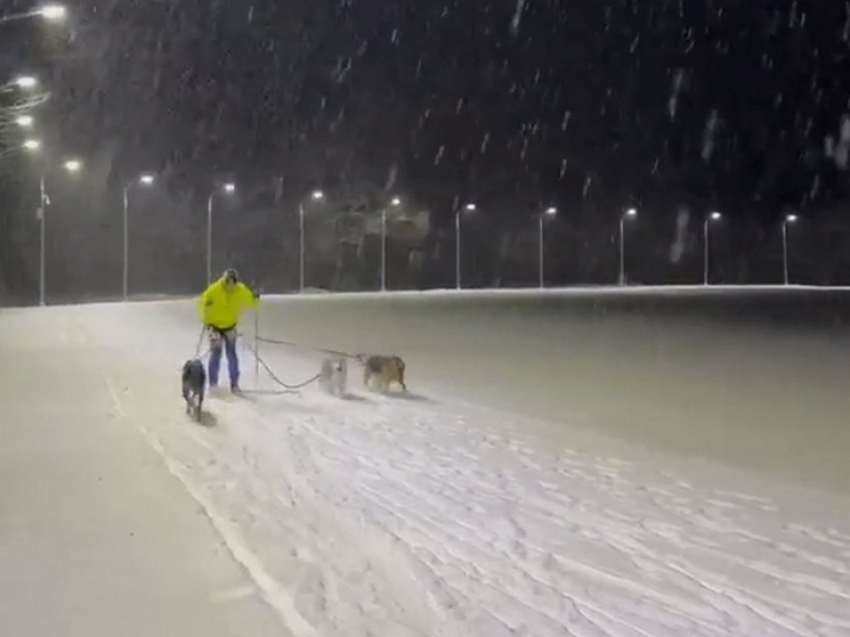 Глава Курской области Старовойт вспомнил свои лыжные тренировки с собаками