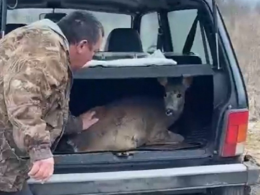 В Курской области охотоведы спасли пострадавшую при нападении стаи собак косулю