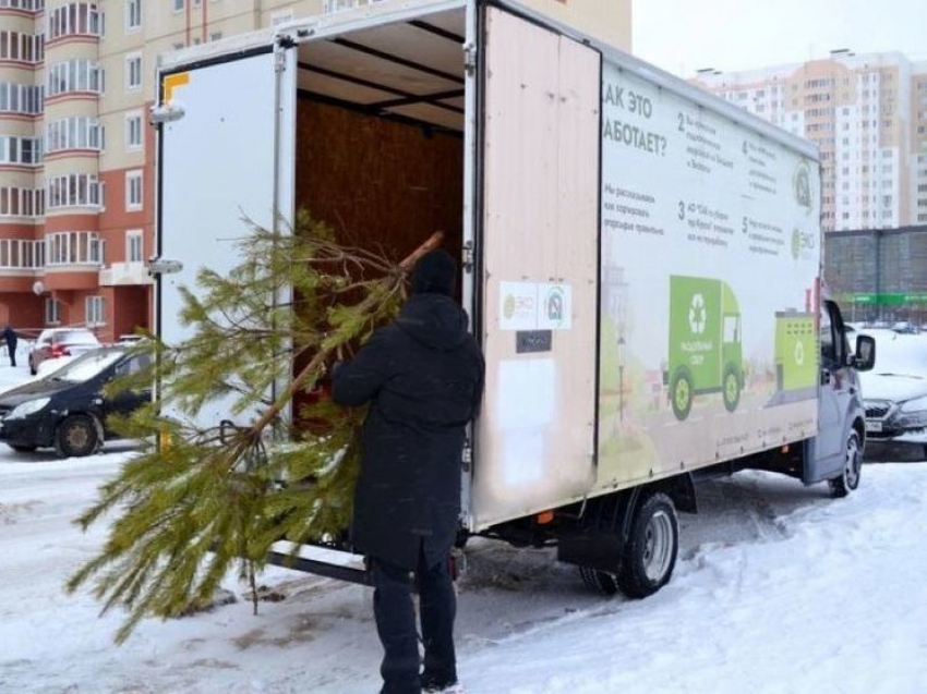 По улицам Курска в выходные проедет экотакси для сбора отслуживших елок